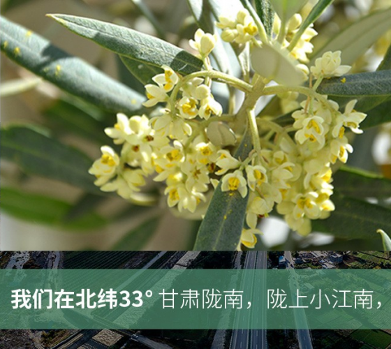 武都的氣候、土壤等與地中海沿岸極其相似，同處于世界頂級(jí)油橄欖黃金生產(chǎn)帶（32°58--33°36）年平均氣溫為14.7°，年日照時(shí)數(shù)1911..